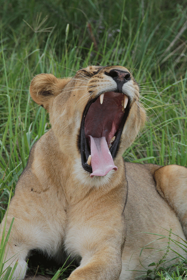 10 Days Uganda Safari Highlights