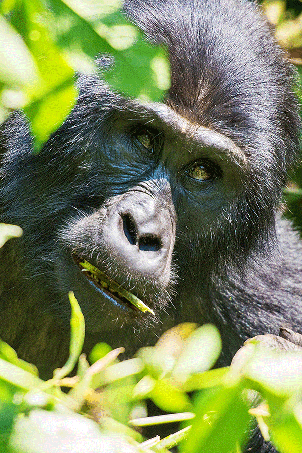 8 Days Uganda Gorillas and Kenya Migration Safari