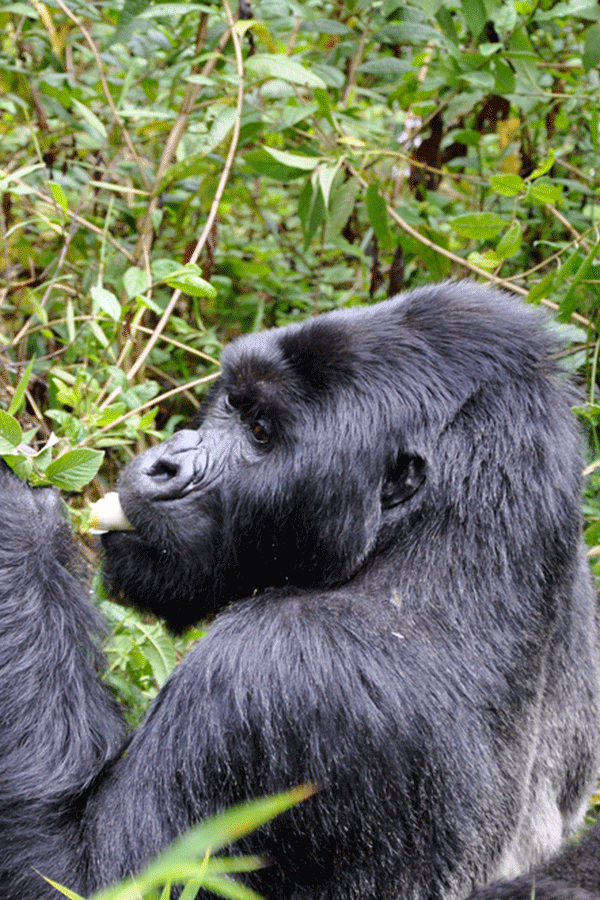 7 Days Rwanda Gorilla Trek & Wildlife Safari