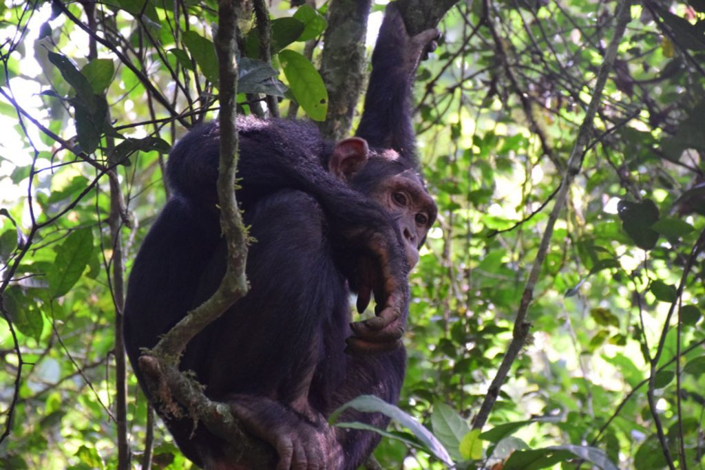 chimps in Kibale forest