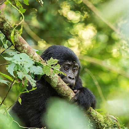 Bwindi Impenetrable Forest Top Destionation