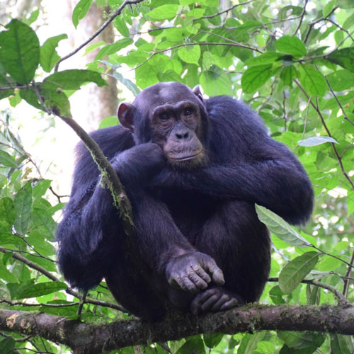 Chimpanzee in Kibale National Park. Chimpanzee tracking fees in Kibale National will be $200USD, with effect from 1st July 2020
