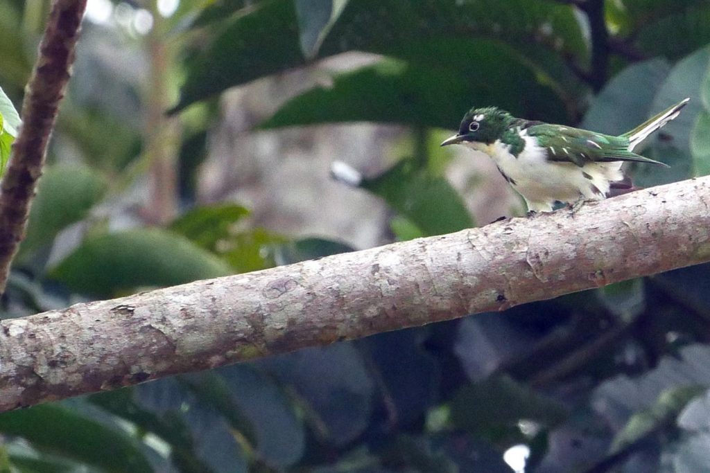 Mabamba bird watching tour