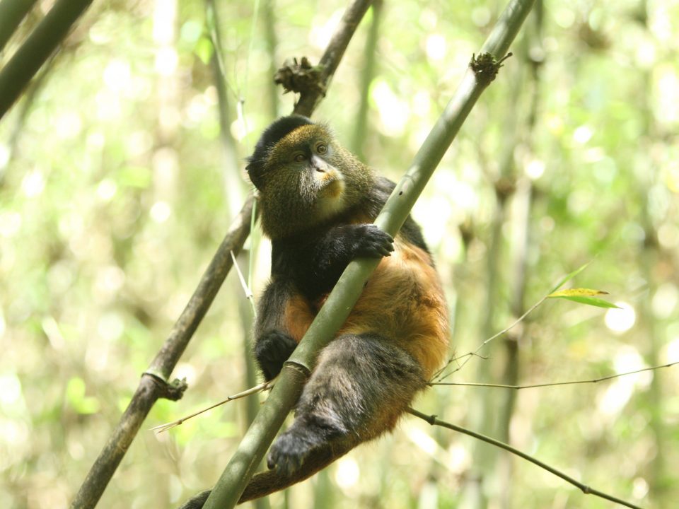 golden monkey in Mgahinga National Park