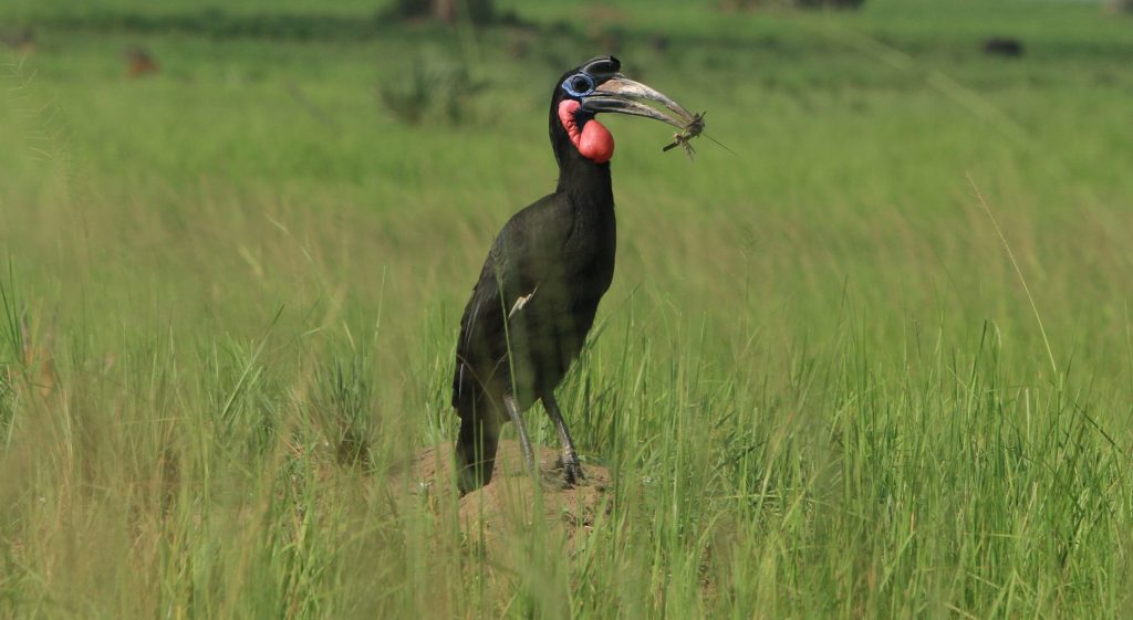 bird watching in Uganda's Murchison Falls National Park