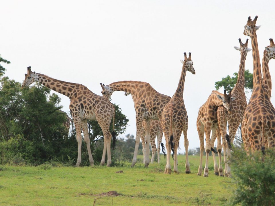 Giraffes return to Pian Upe