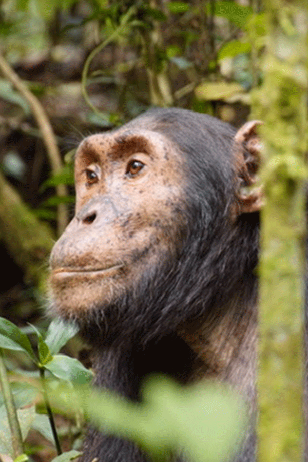 7 Days Uganda Primate Adventure