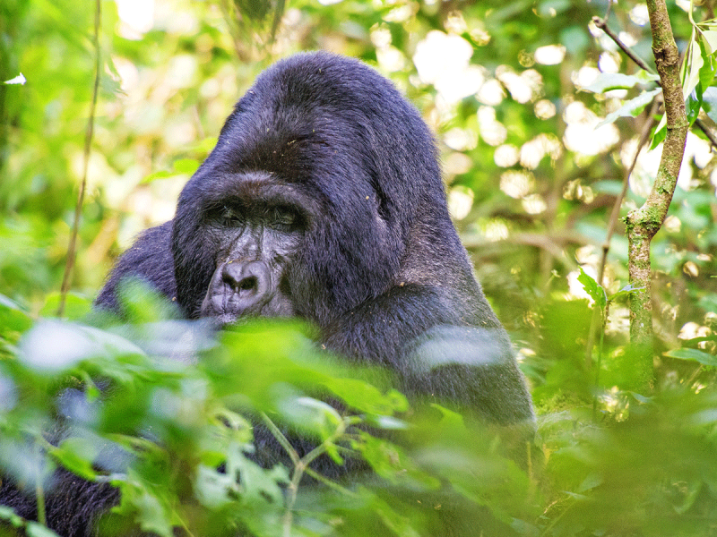 3 Days Gorilla Trekking Tour Uganda - Road Trip