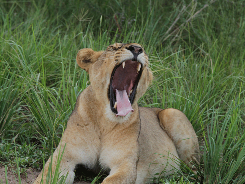 10 Days Uganda Safari Highlights
