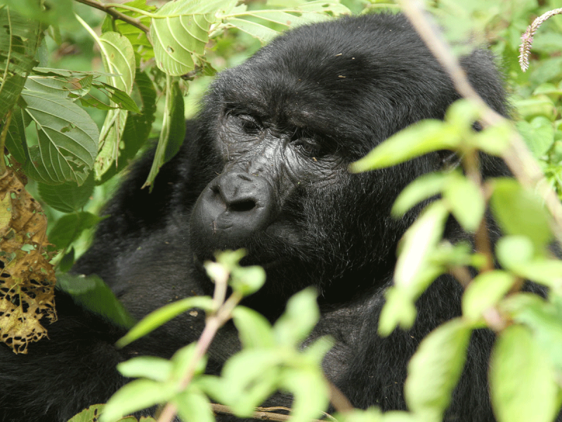3 Days Uganda Gorilla Trekking via Kigali