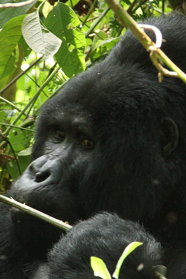 4 Days Gorilla Tracking Uganda – Flying Safari