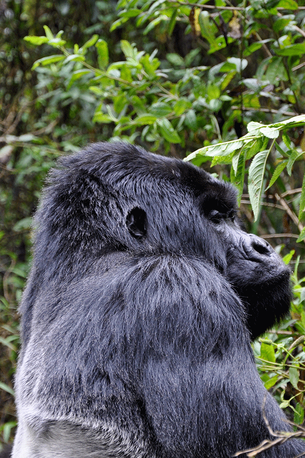 3 Days Rwanda Gorilla Trekking Tour