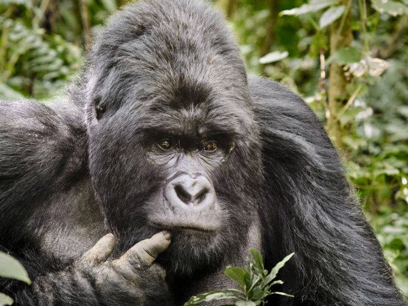 6 Days Rwanda History, Uganda Gorilla trek, Boat ride Safari & Karinzu Forest Chimpanzees