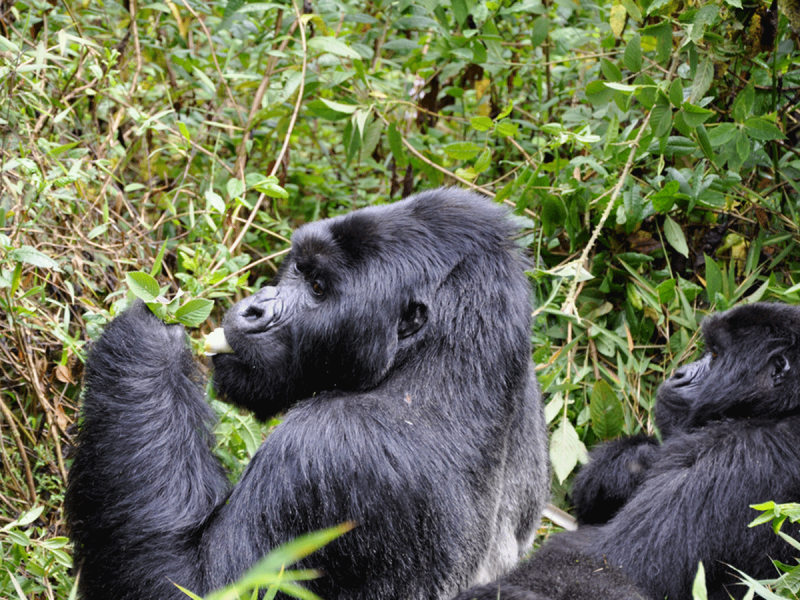 7 Days Rwanda Gorilla Trek & Wildlife Safari