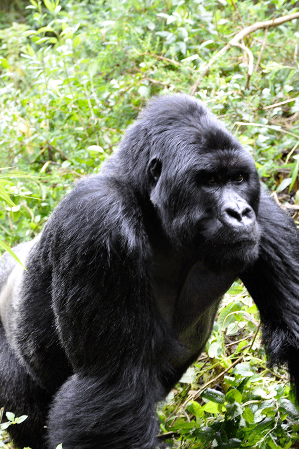 8 Days Rwanda Mountain Gorillas, Congo Lowland gorillas & Chimps