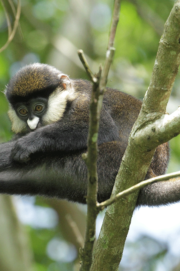 9 Days Uganda Primate Safari Tour