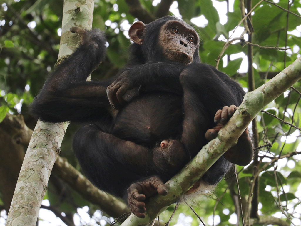 Kibale Forest National Park