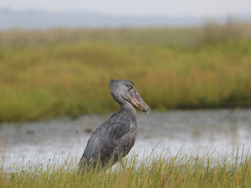 Shoebill Shoebill