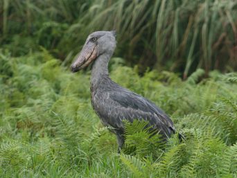 {{brizy_dc_image_alt entityId=