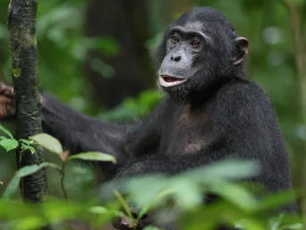 {{brizy_dc_image_alt entityId=