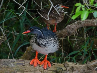 {{brizy_dc_image_alt entityId=