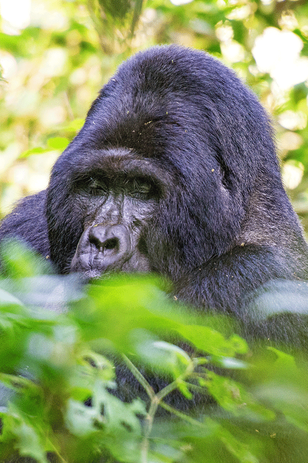3 Days Gorilla Trekking Tour Uganda – Road Trip